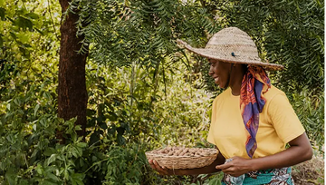 Macadamia Nut Farm