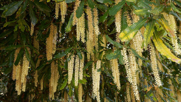 Macadamia Nut Trees