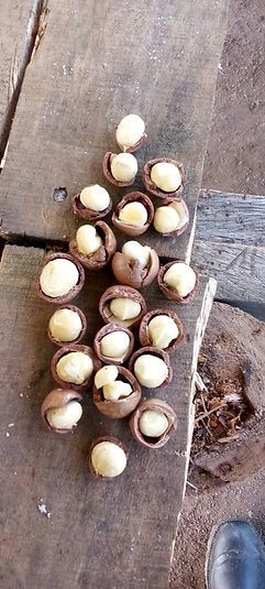 Bulk Macadamia Nuts 25 lb Wholesale Pack