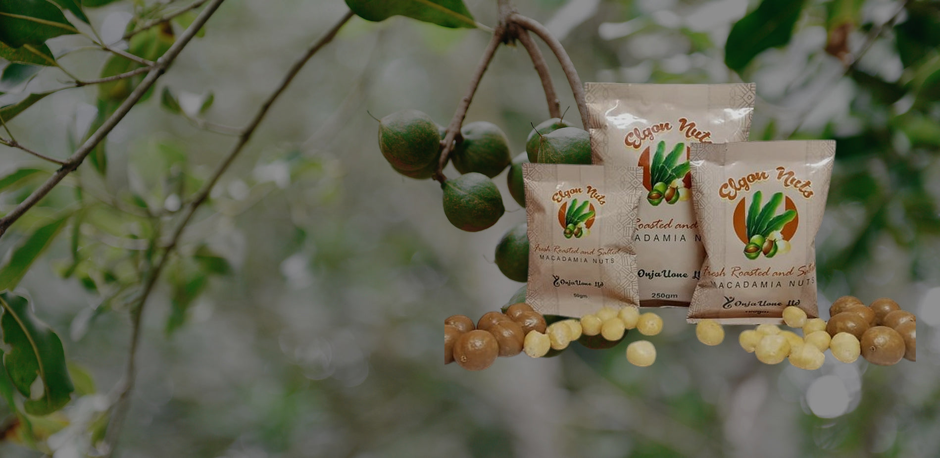 Where Do Macadamia Nuts Come From? | Elgon Nuts